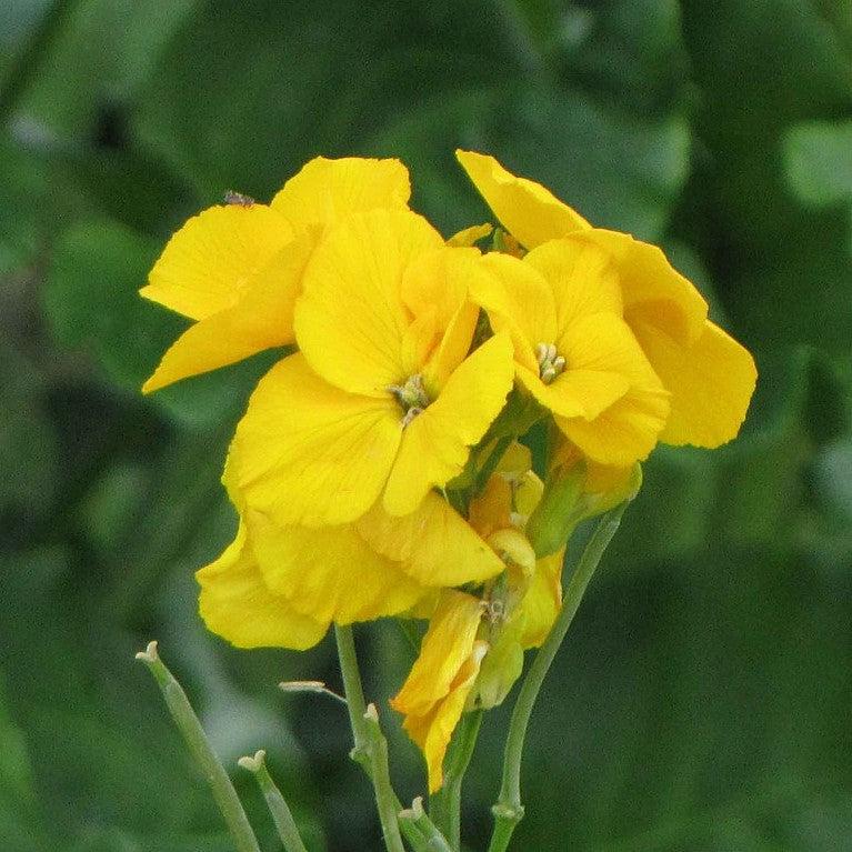 Erysimum cheiri 'Sugar Rush Yellow' ~ Sugar Rush™ Yellow Wallflower-ServeScape