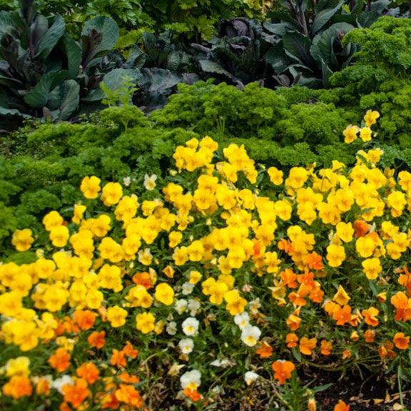 Colormax® Citrus Mix Viola - Viola cornuta 'Colormax Citrus Mix ...
