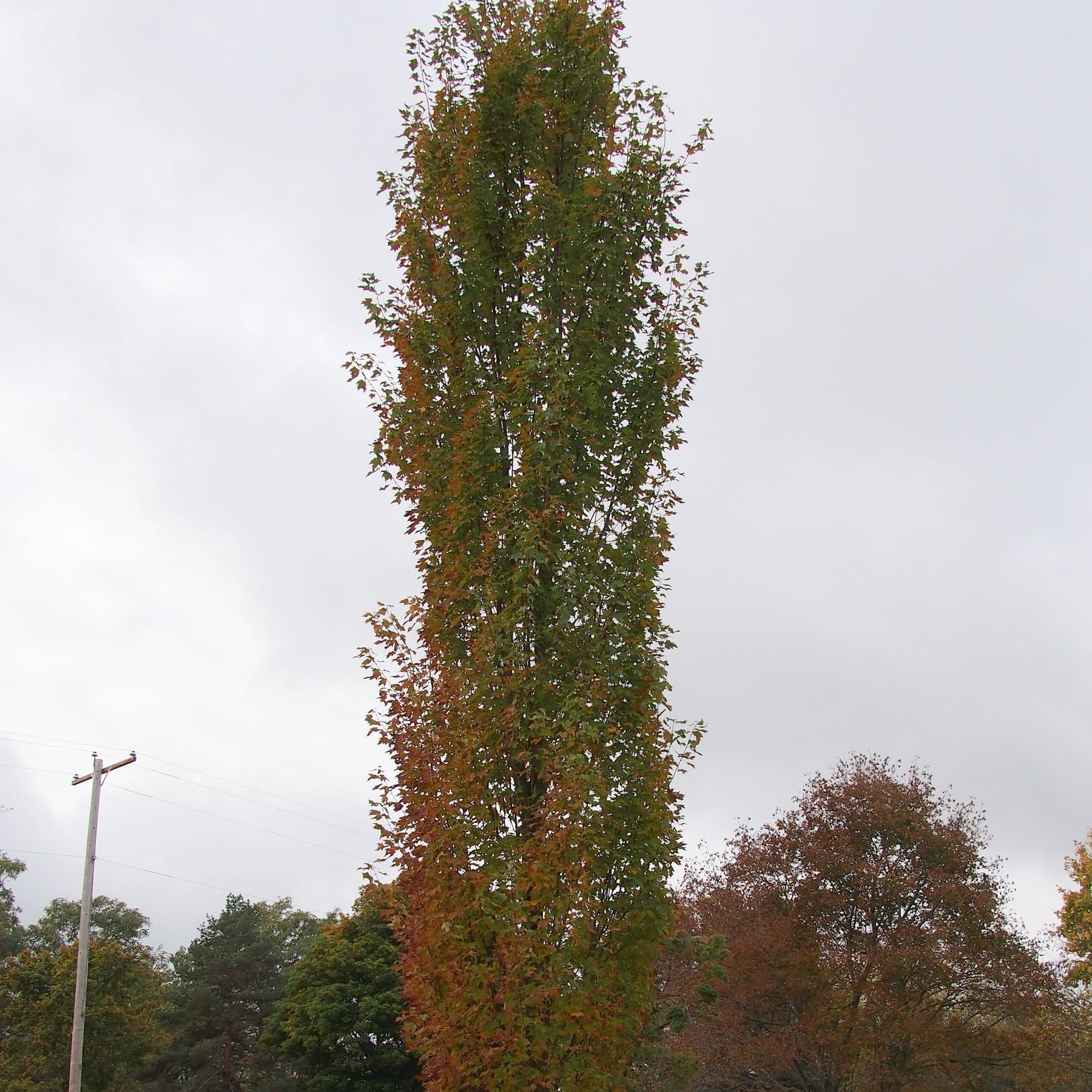 Acer rubrum 'Red Rocket', 'Red Rocket' Red Maple – ServeScape