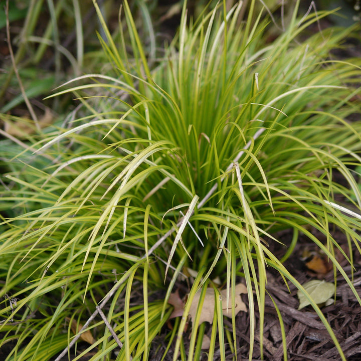 Carex morrowii 'Aurea-variegata' ~ Variegated Japanese Sedge-ServeScape
