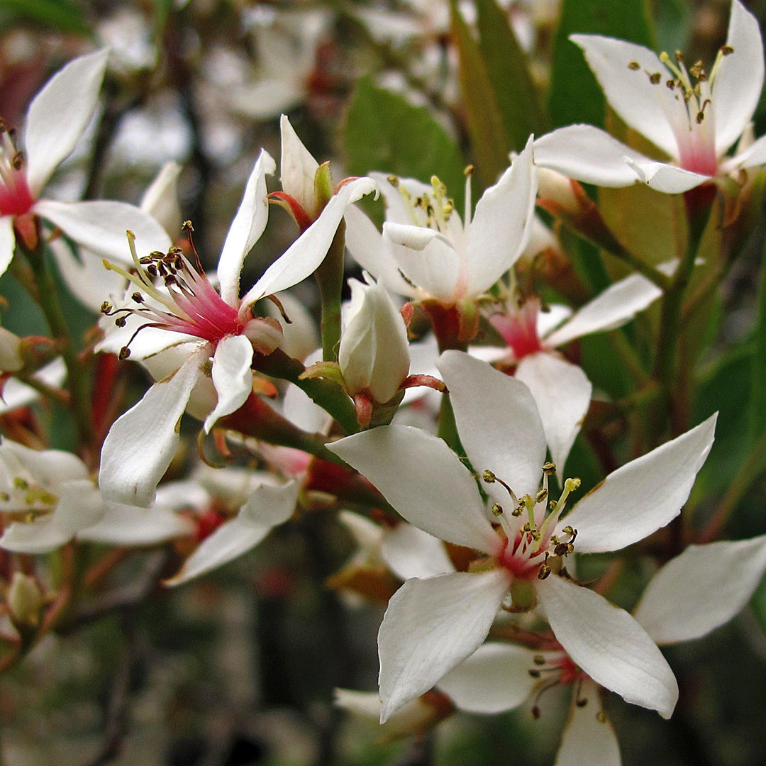 Rhaphiolepis indica ~ Indian Hawthorn, White-ServeScape