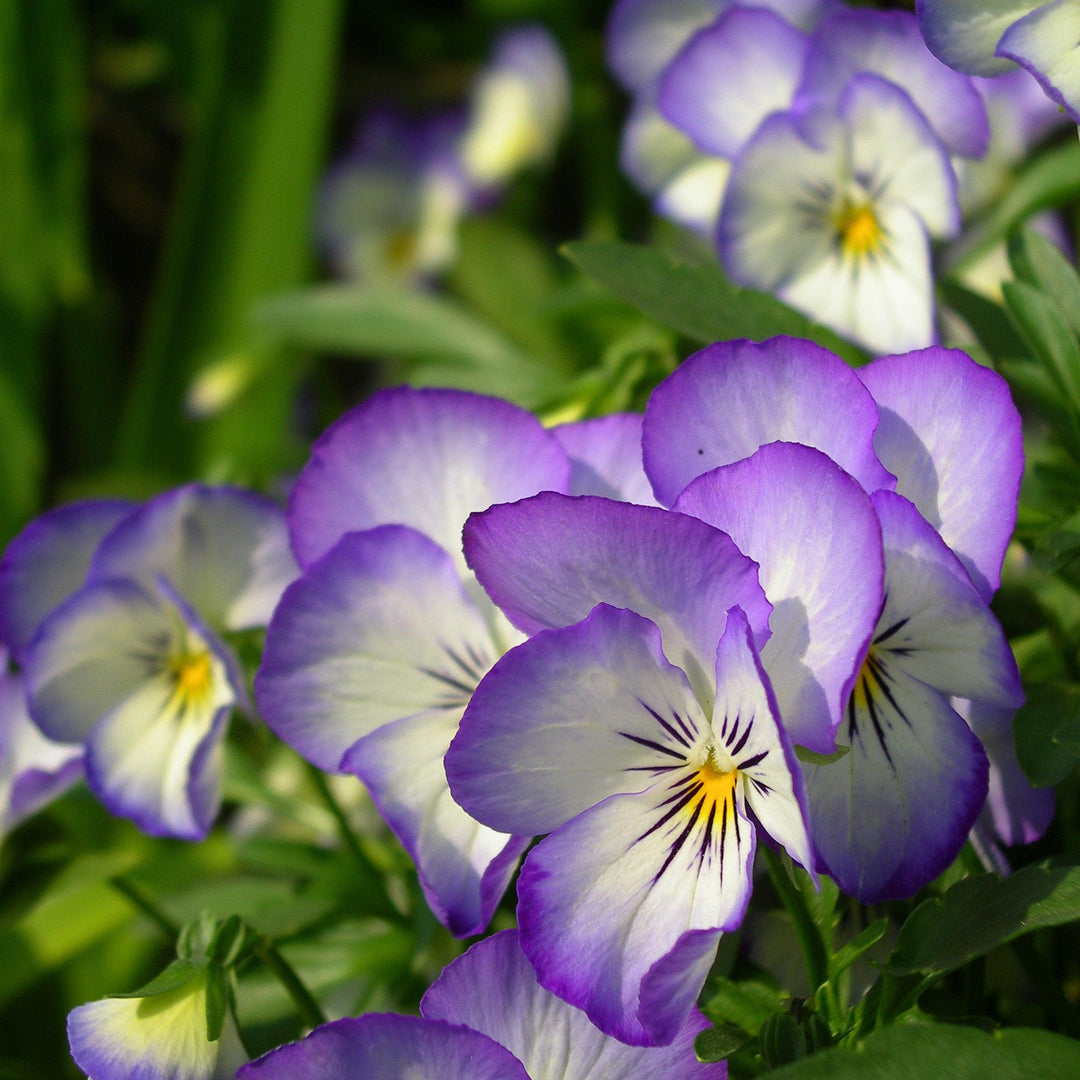 Viola cornuta 'Penny Purple Picotee' ~ Penny™ Purple Picotee Viola-ServeScape