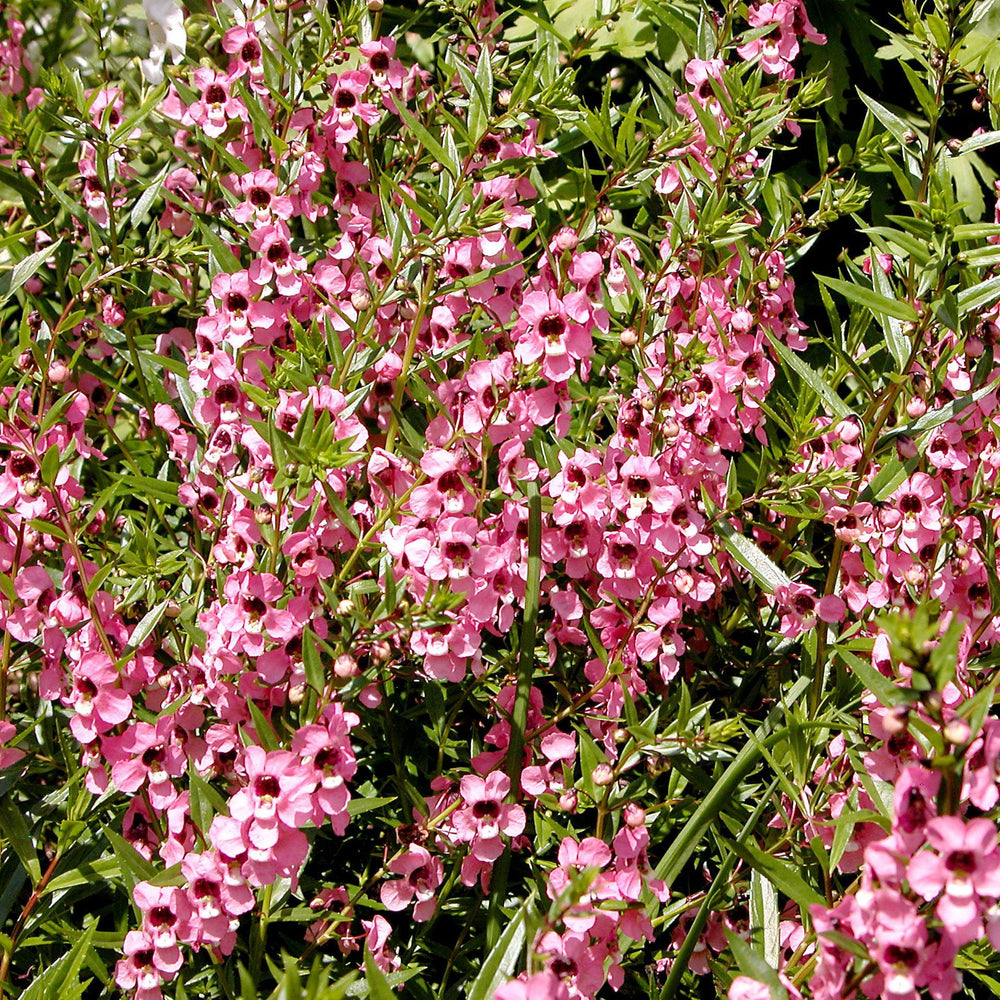 Angelonia angustifolia 'Carita Cascade Raspberry' ~ Carita™ Cascade Raspberry Summer Snapdragon-ServeScape
