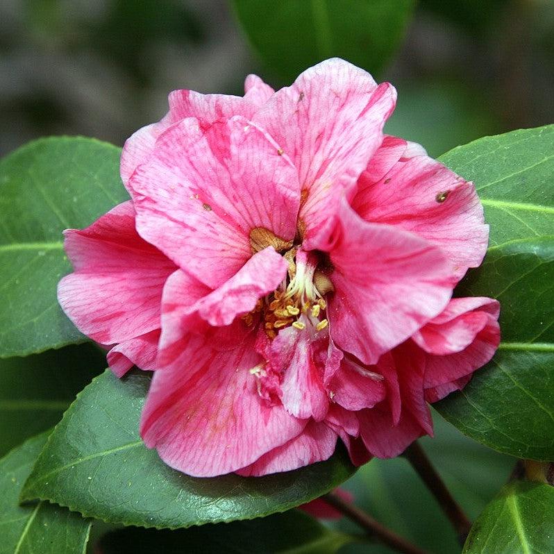 Camellia japonica 'Lady Laura' ~ Lady Laura Camellia-ServeScape