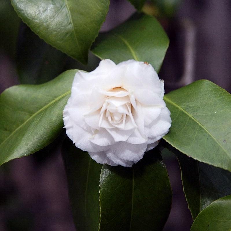 Camellia japonica 'Morning Glow' ~ Morning Glow Camellia-ServeScape
