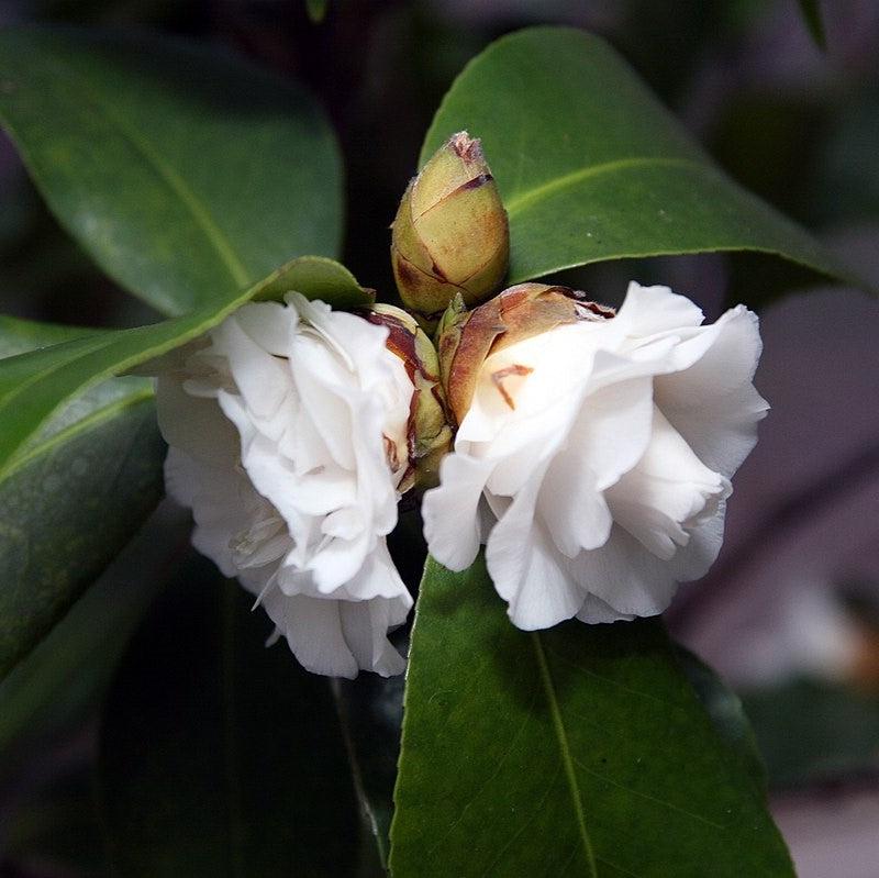 Camellia japonica 'Morning Glow' ~ Morning Glow Camellia-ServeScape