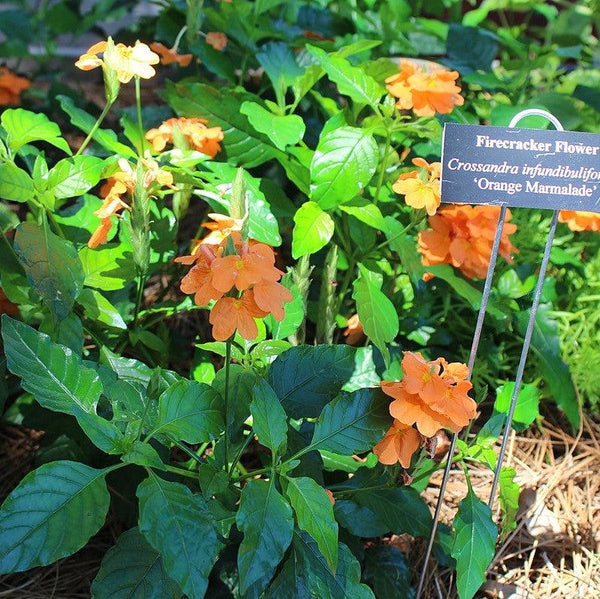 Orange Marmalade Crossandra