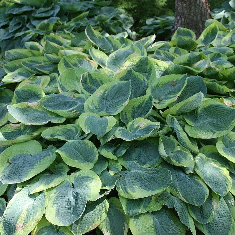 Hosta 'Frances Williams' ~ Frances Williams Hosta-ServeScape