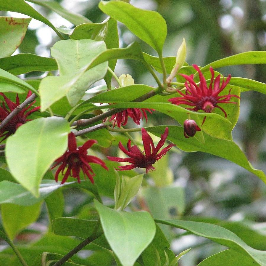 Illicium floridanum 'Swamp Hobbit' ~ Swamp Hobbit Florida Anise-ServeScape