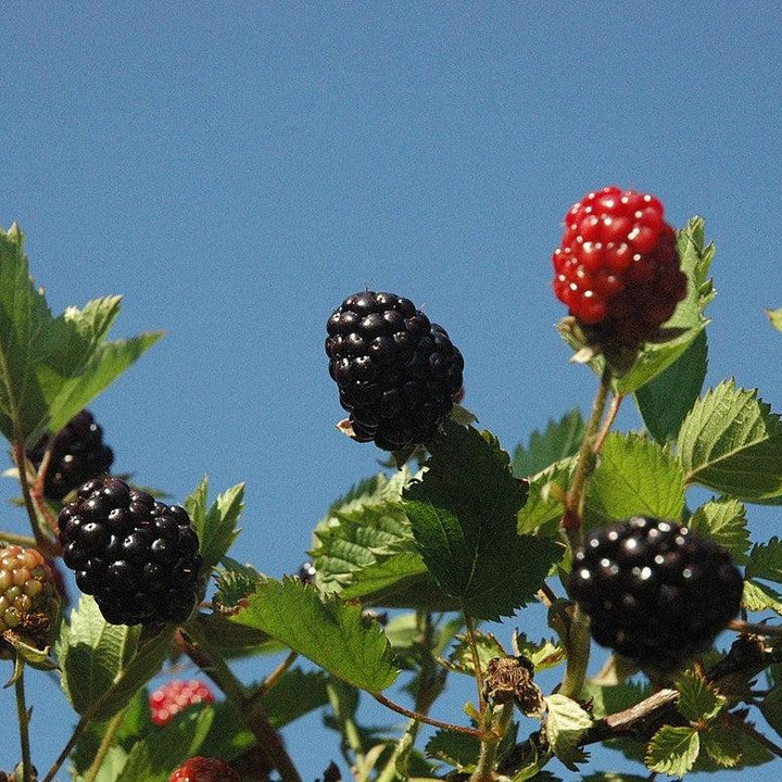 Rubus hybrid 'Osage' PP26120 ~ DownHome Harvest® ‘Osage’ Thornless Blackberry-ServeScape