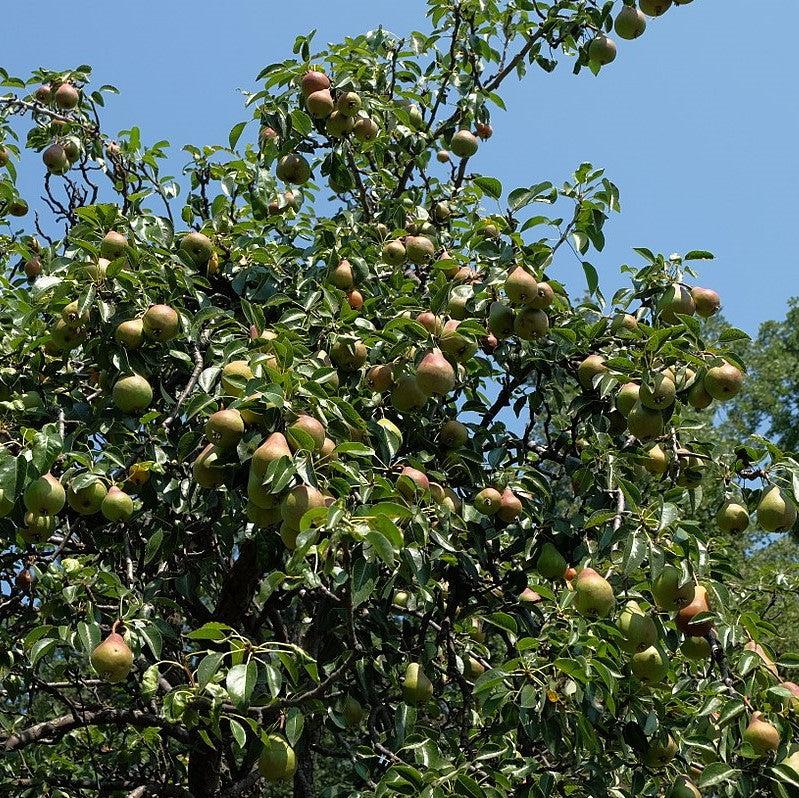 Pyrus communis 'Ayers' ~ Ayers Pear-ServeScape