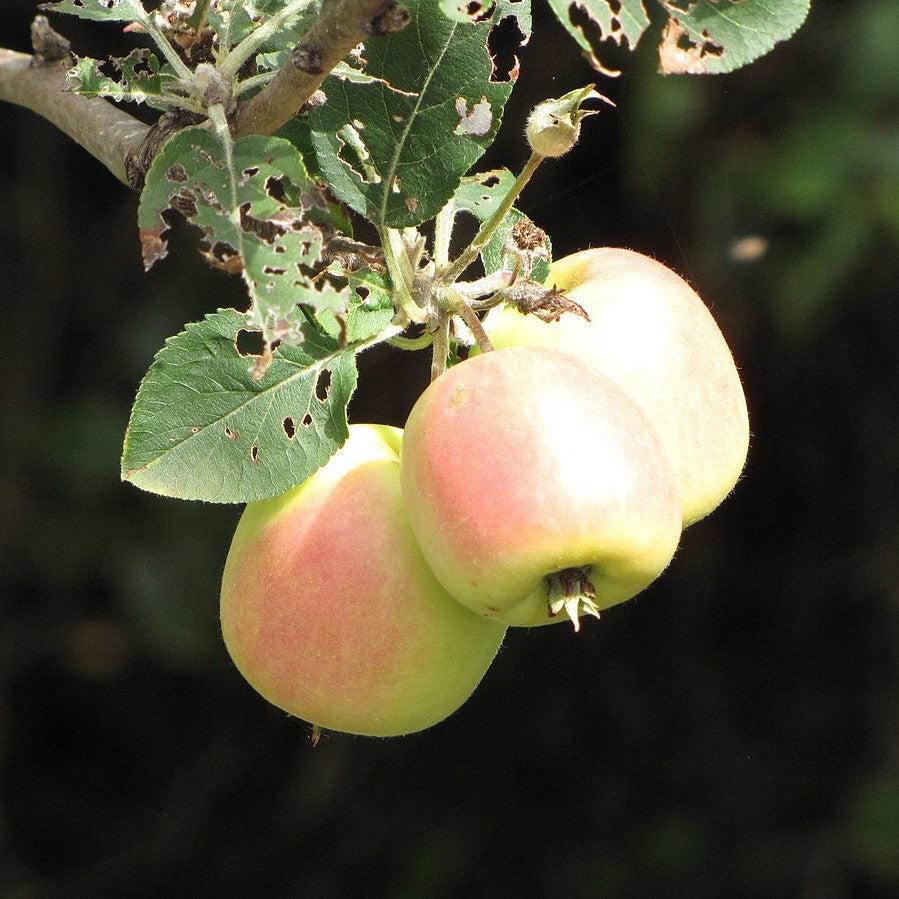 Malus domestica 'Dorsett Golden' ~ Dorsett Golden Apple-ServeScape