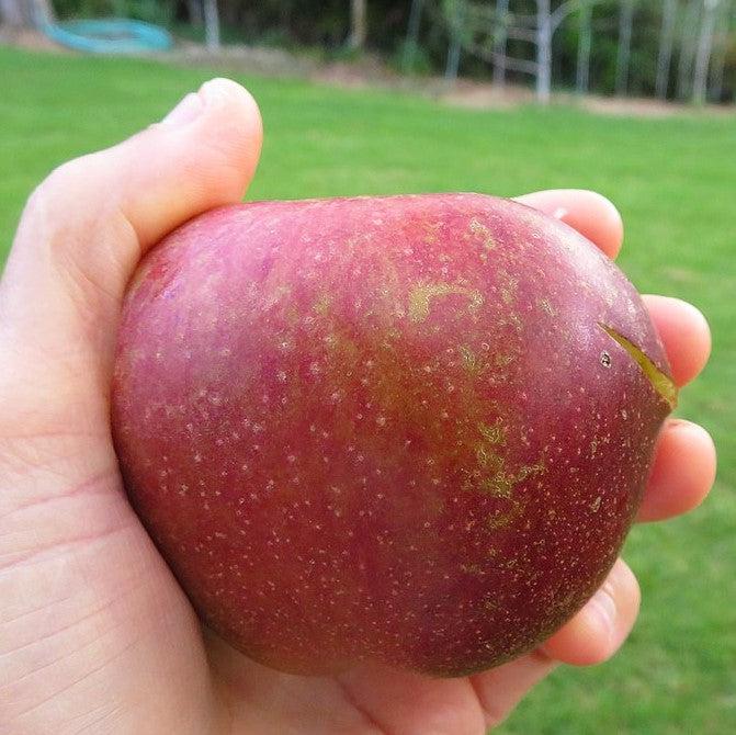 Malus 'DIxie Red' ~ Dixie Red Apple-ServeScape