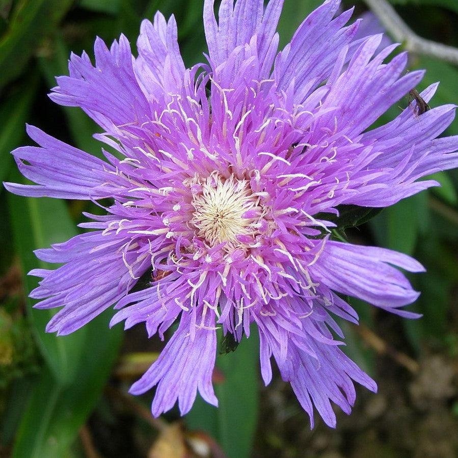 Stokesia laevis 'Honeysong Purple' ~ Honeysong Purple Stoke's Aster-ServeScape