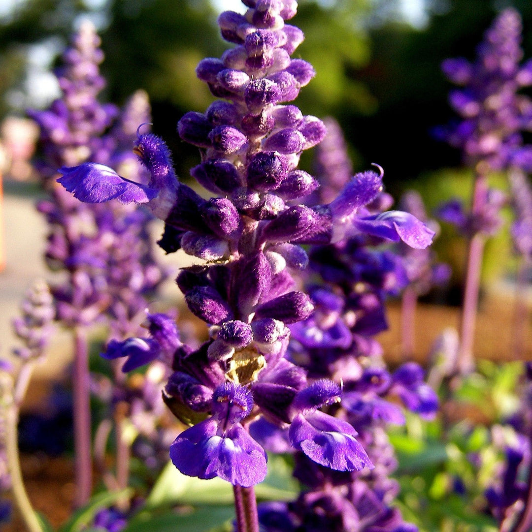 Salvia farinacea 'Cathedral Purple' ~ Cathedral® Purple Salvia-ServeScape