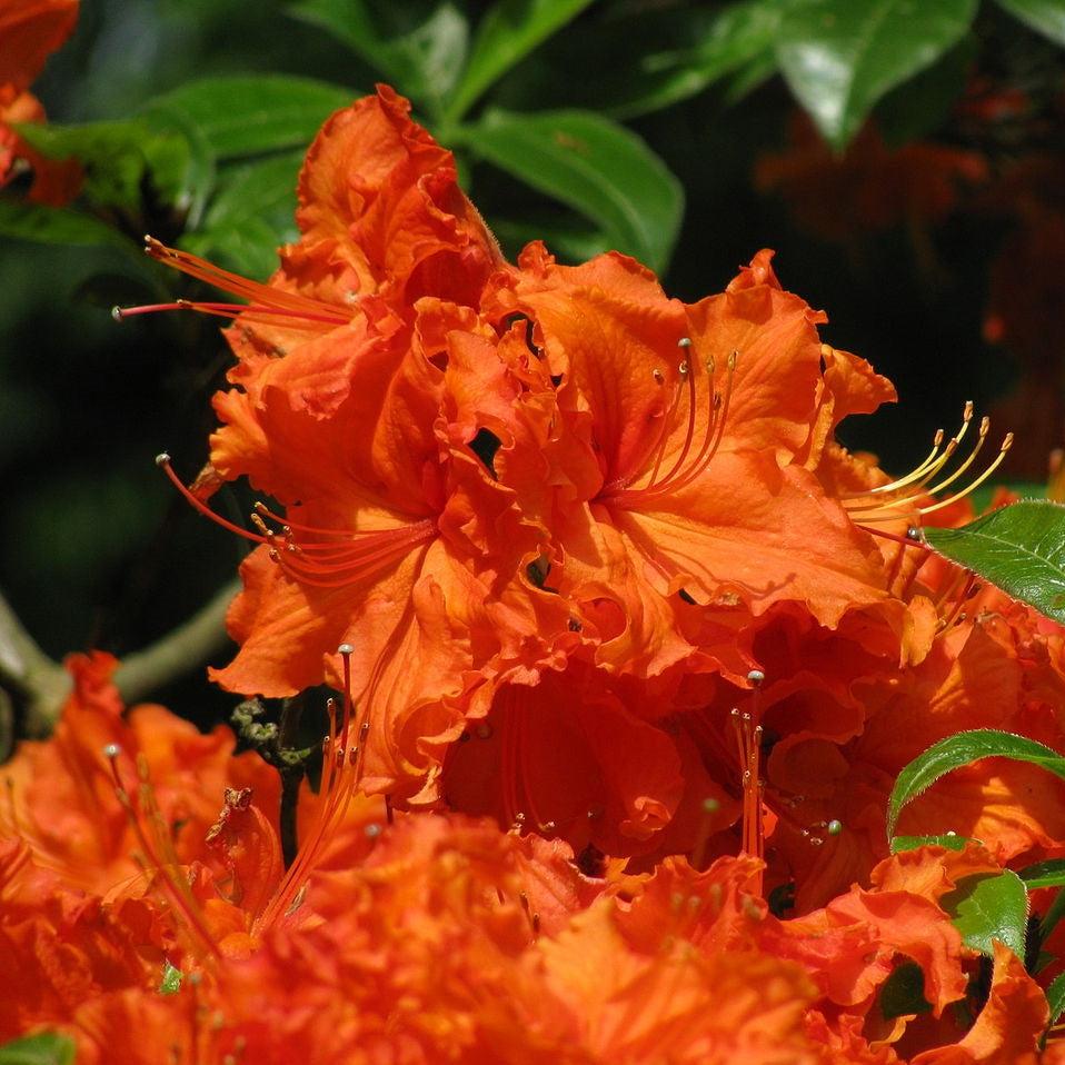 Rhododendron 'Admiral Franklin Buchanan' ~ Admiral Franklin Buchanan Native Azalea-ServeScape