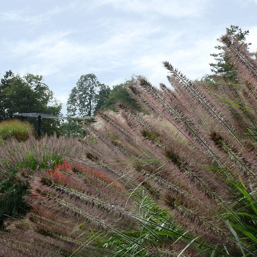Pennisetum alopecuroides 'Ginger Love' ~ Ginger Love Fountain Grass-ServeScape