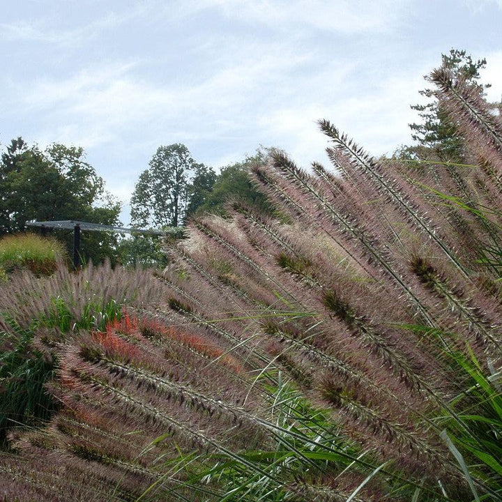 Pennisetum alopecuroides 'Ginger Love' ~ Ginger Love Fountain Grass-ServeScape