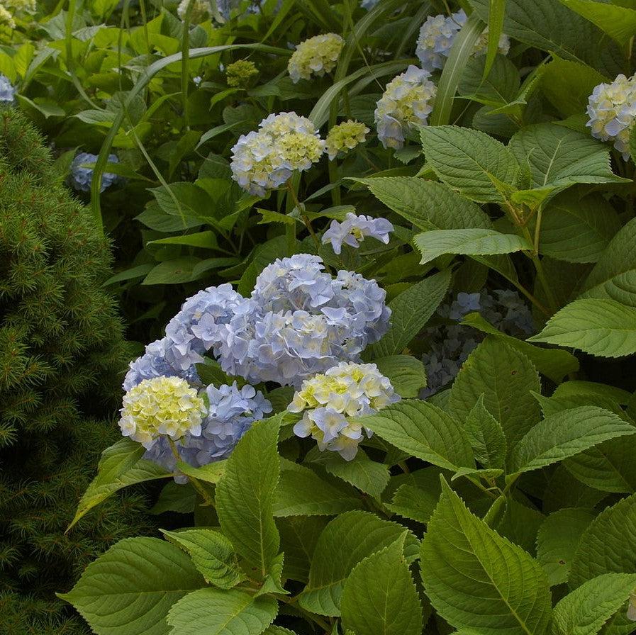 Hydrangea macrophylla 'Dooley ~ Dooley Hydrangea-ServeScape