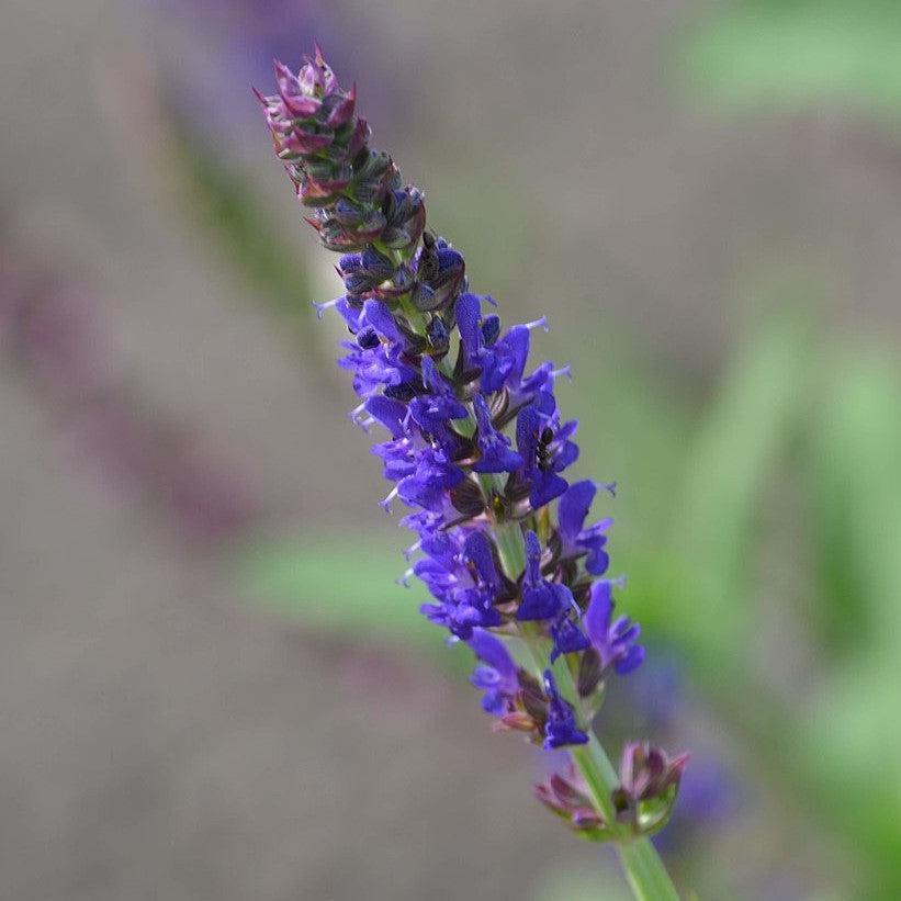 Salvia nemorosa 'ALKLF' PP #28,393 ~ Blue Bouquetta Meadow Sage-ServeScape