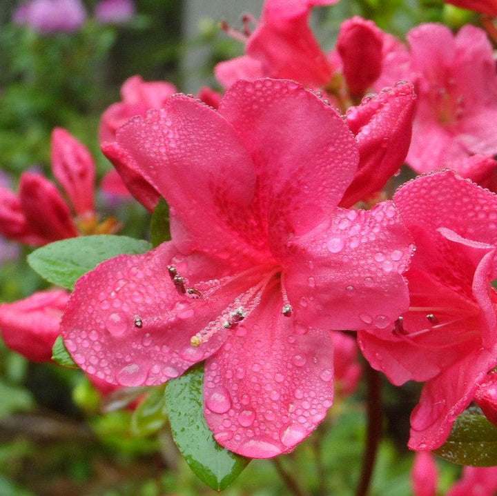 Rhododendron Chinzan' ~ Chinzan Satsuki Azalea-ServeScape