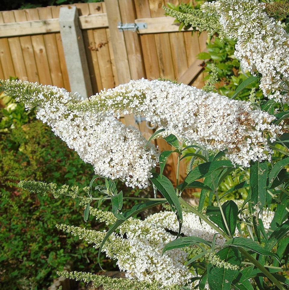 Buddleia davidii 'White Profusion' ~ White Profusion Butterfly Bush-ServeScape