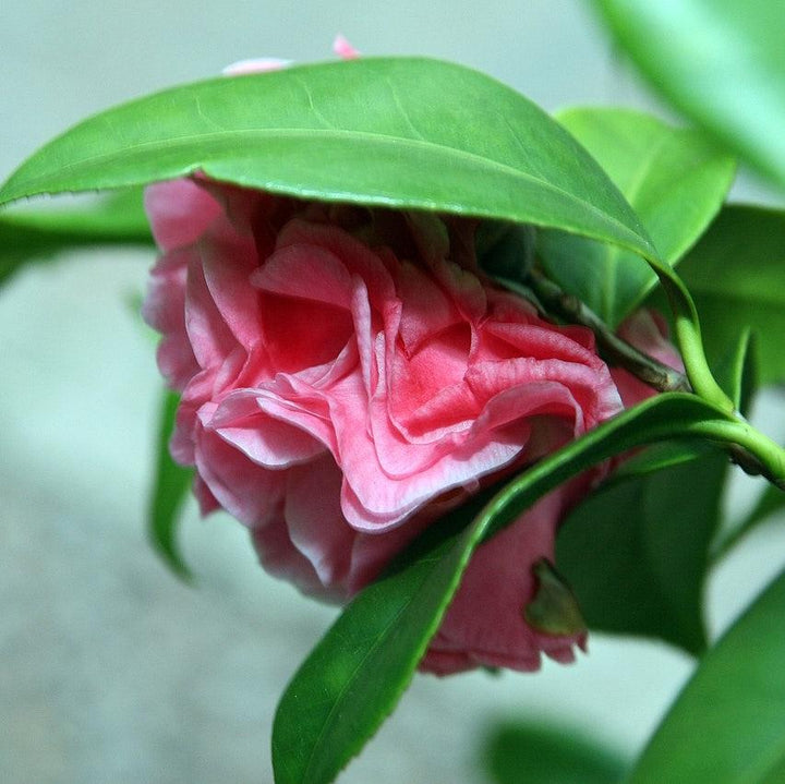Camellia japonica 'Nuccio's Cameo' ~ Nuccio's Cameo Camellia-ServeScape