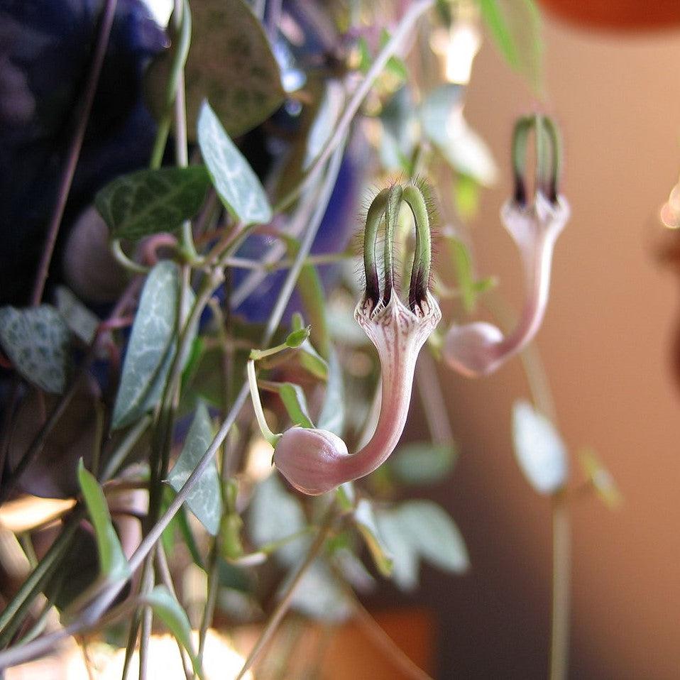 Ceropegia Woodii ~ String Of Hearts-ServeScape