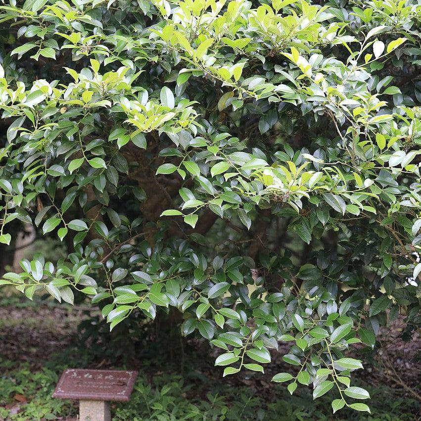 Cleyera japonica ~ Japanese Cleyera-ServeScape