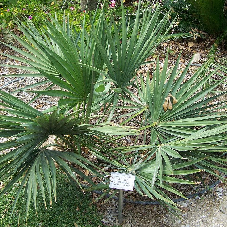 Sabal minor ~ Sabal Palm-ServeScape