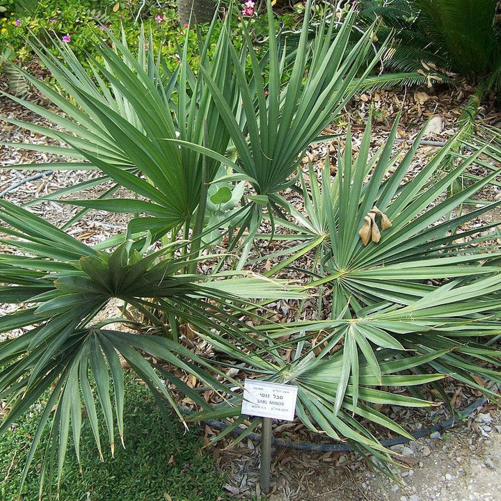 Sabal minor ~ Sabal Palm-ServeScape