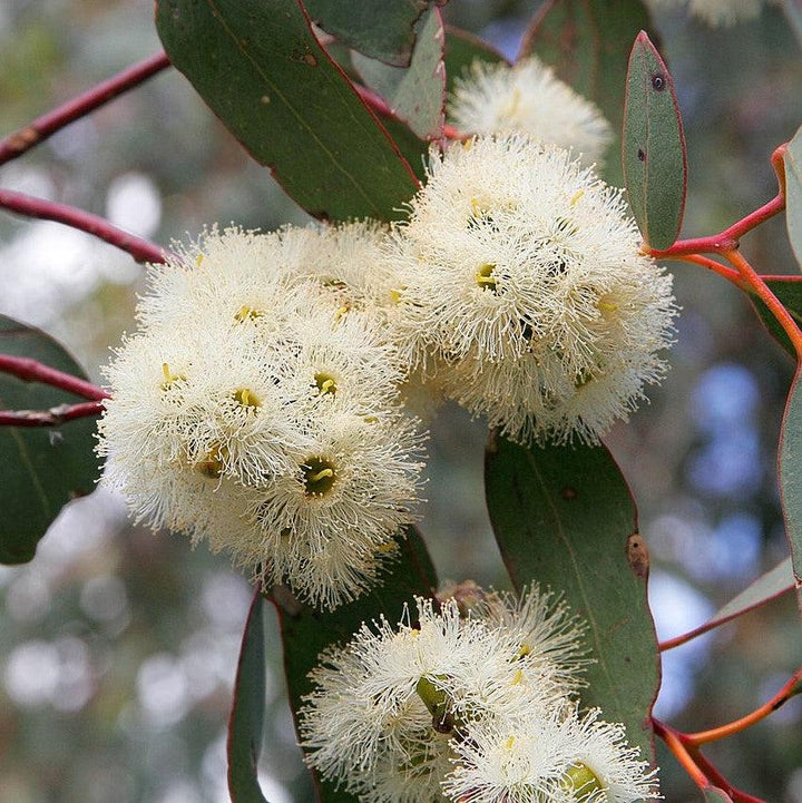 Eucalyptus nicholii 'Angus' ~ Angus Willow-leaf Peppermint Eucalyptus-ServeScape