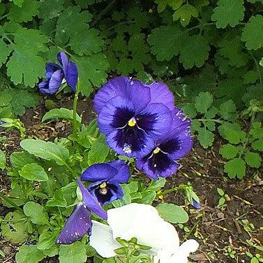 Viola x wittrockiana 'Inspire Plus Blue Blotch' ~ Inspire® Plus Blue Blotch Pansy-ServeScape