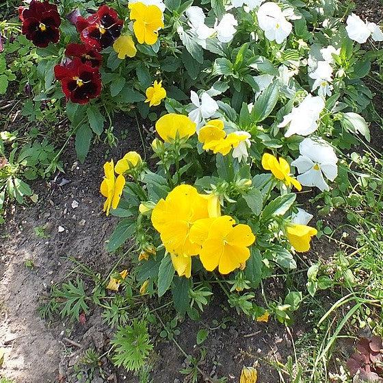 Viola x wittrockiana 'Inspire Plus Yellow' ~ Inspire® Plus Yellow Pansy-ServeScape
