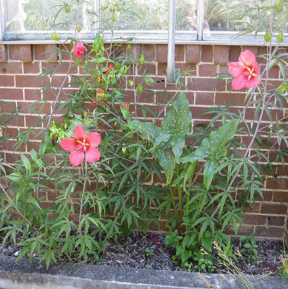 Hibiscus coccineus ~ Swamp Hibiscus, Scarlet Rosemallow-ServeScape