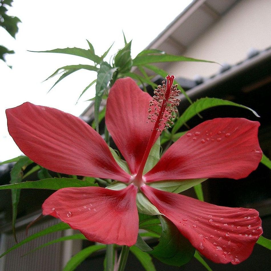 Hibiscus coccineus ~ Swamp Hibiscus, Scarlet Rosemallow-ServeScape