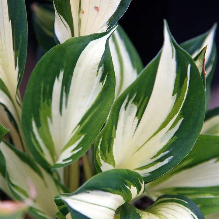 Hosta 'Fire and Ice' ~ Fire and Ice Hosta-ServeScape