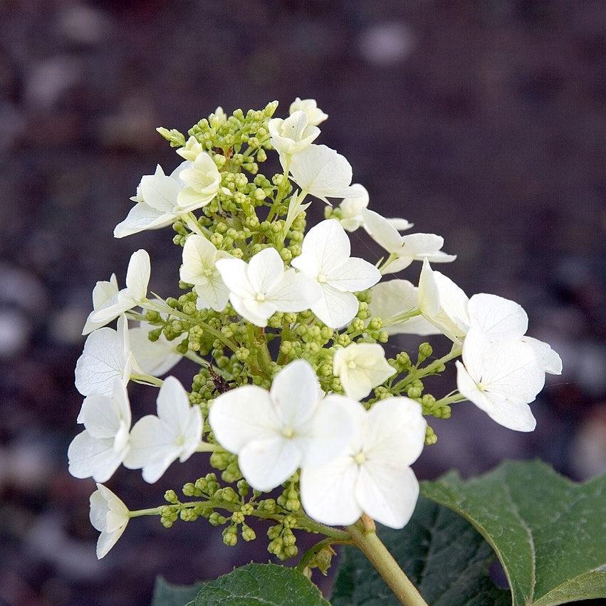 Hydrangea quercifolia 'Pee Wee' ~ Pee Wee Oakleaf Hydrangea-ServeScape