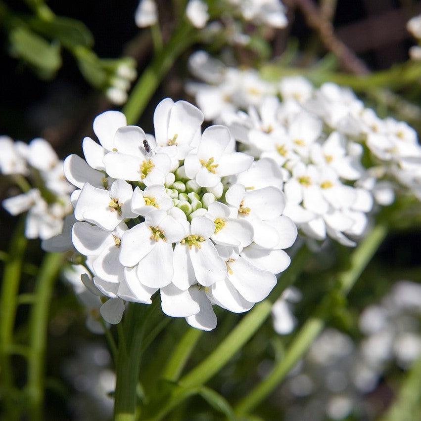 Iberis sempervirens 'Alexander's White' ~ Alexander's White Candytuft-ServeScape