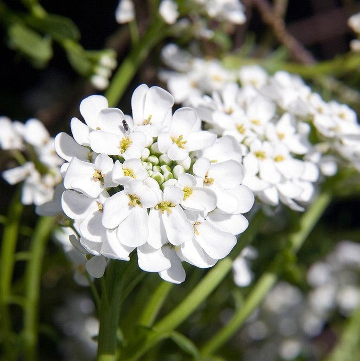 Iberis sempervirens 'Alexander's White' ~ Alexander's White Candytuft-ServeScape