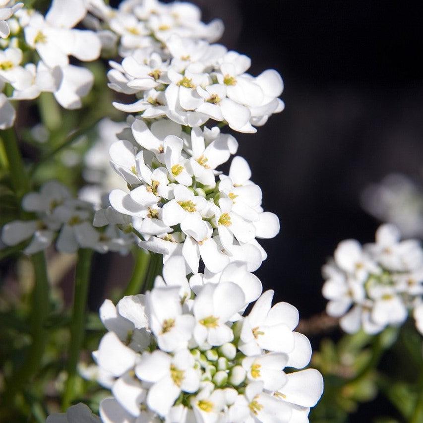 Iberis sempervirens 'Alexander's White' ~ Alexander's White Candytuft-ServeScape