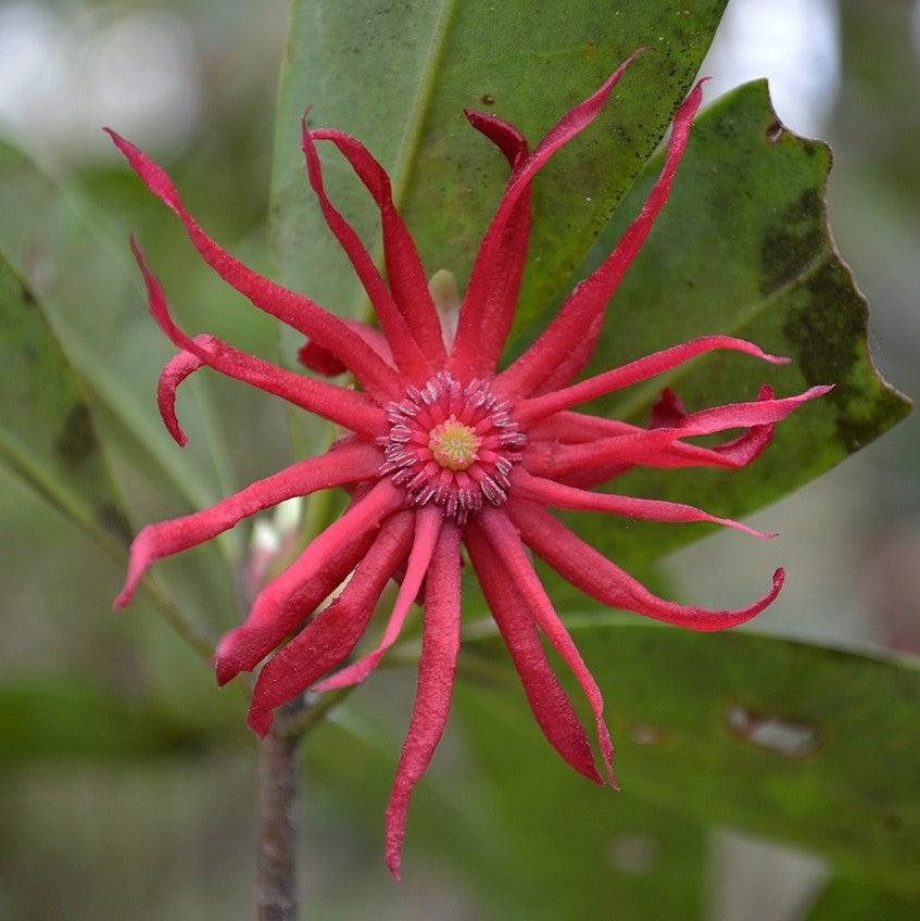 Illicium floridanum 'Ruby Stars' ~ Ruby Stars Florida Anise-ServeScape
