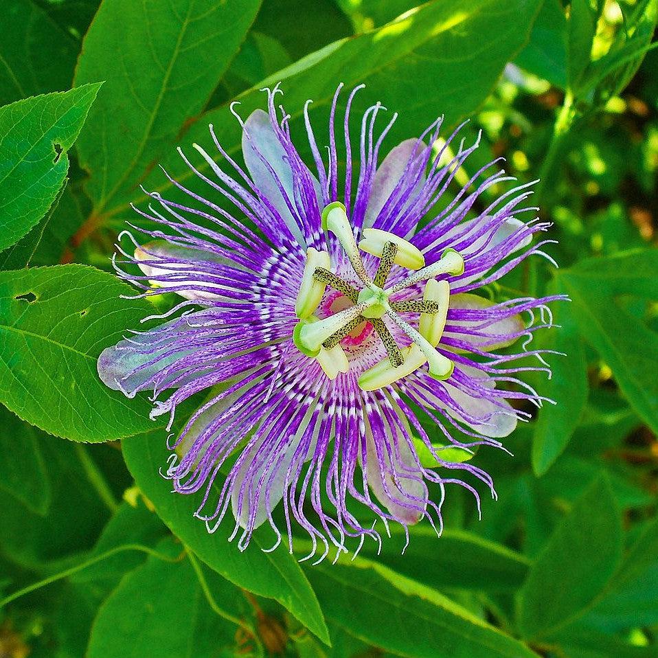 Passiflora incarnata ~ Passion Flower, Maypop-ServeScape