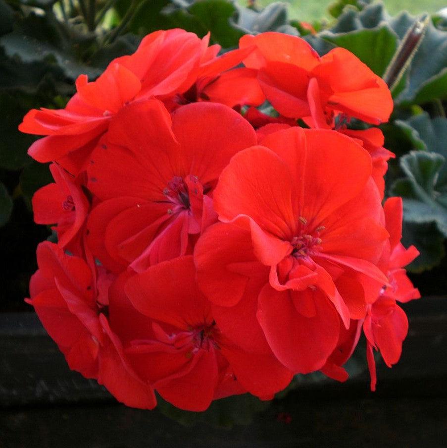 Pelargonium × hortorum 'Rocky Mountain Dark Red' ~ Rocky Mountain™ Dark Red Zonal Geranium-ServeScape