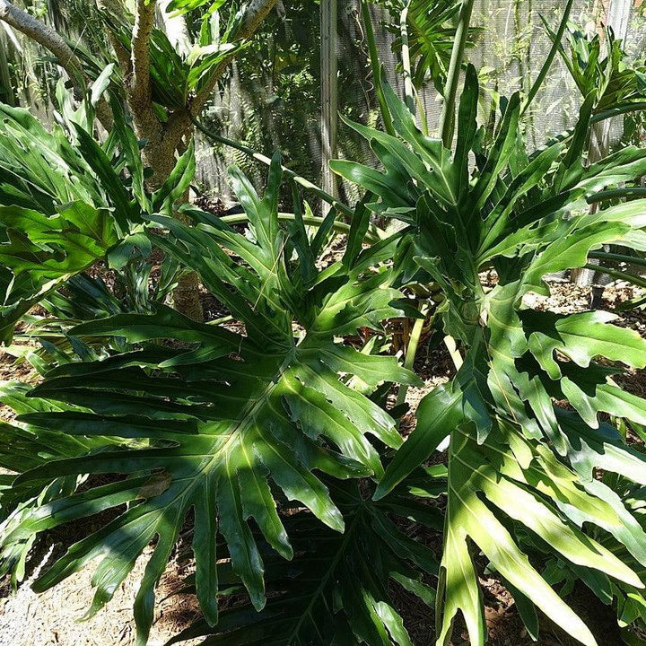 Philodendron bipinnatifidum ~ Split Leaf Philodendron-ServeScape