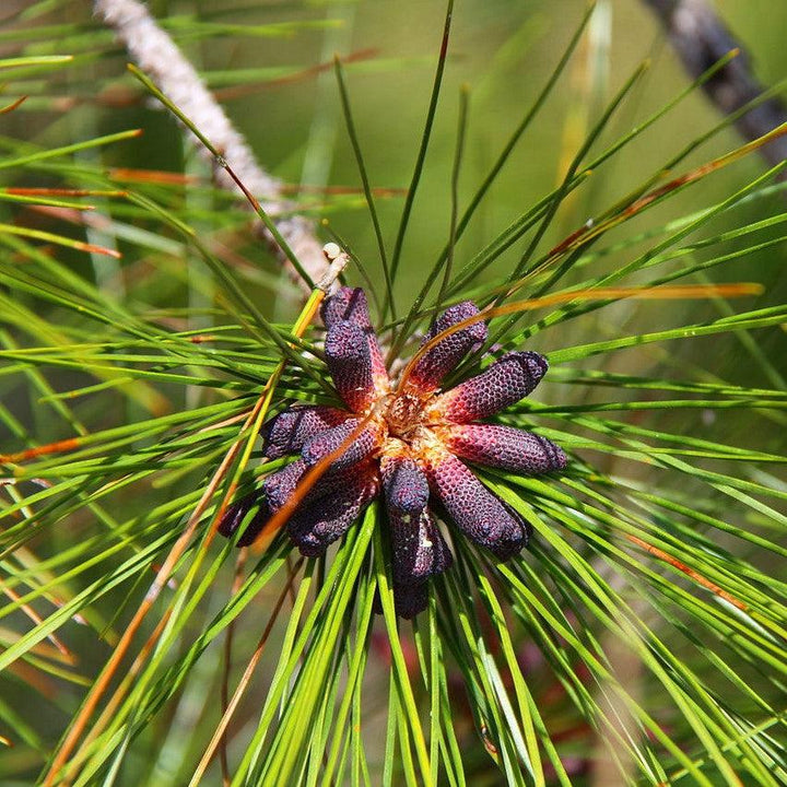 Pinus elliottii ~ Slash Pine-ServeScape