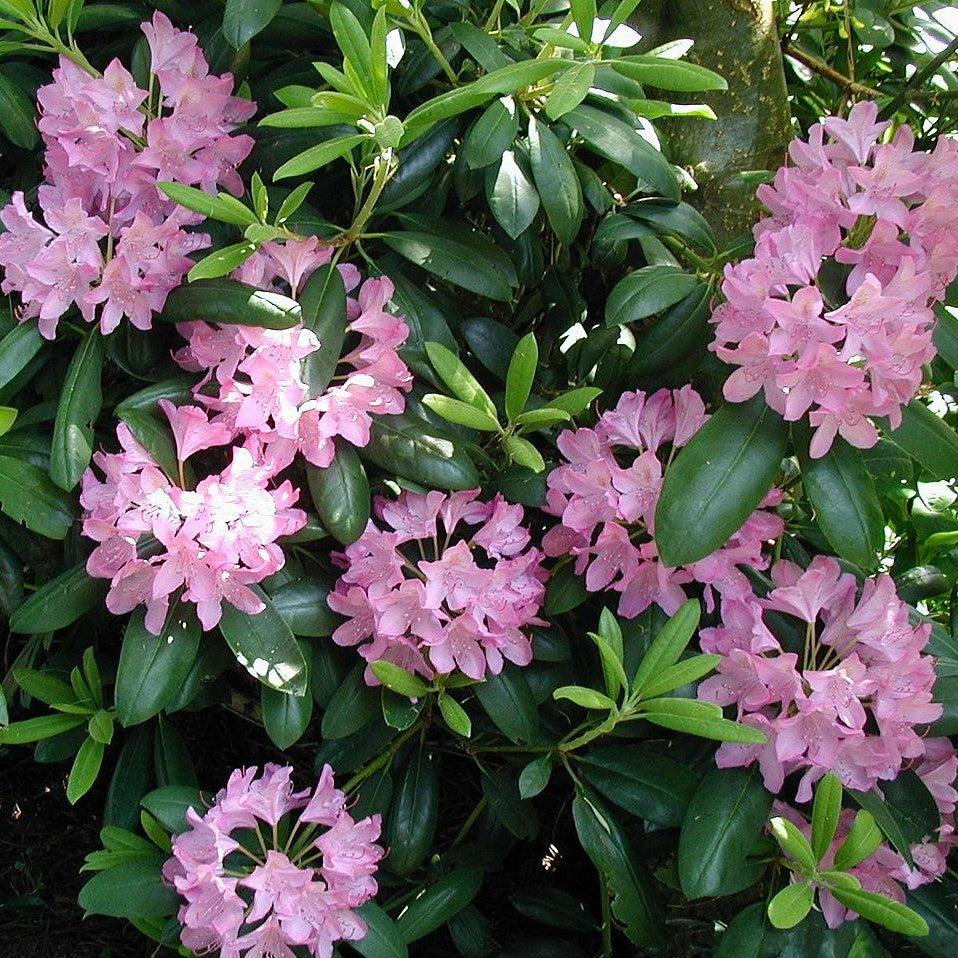 Rhododendron catawbiense ~ Catawba Rhododendron-ServeScape