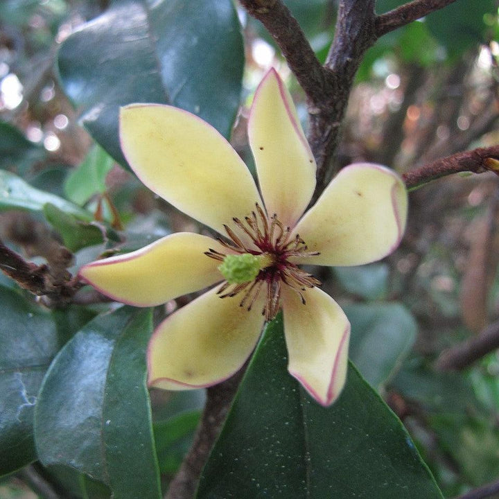 Michelia figo 'Hagiwara' ~ Hagiwara Banana Shrub-ServeScape