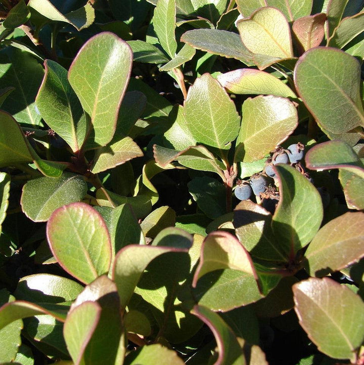 Rhaphiolepis umbellata 'RutRhaph1' PP #20,730 ~ Southern Moon® Yedda Hawthorn-ServeScape