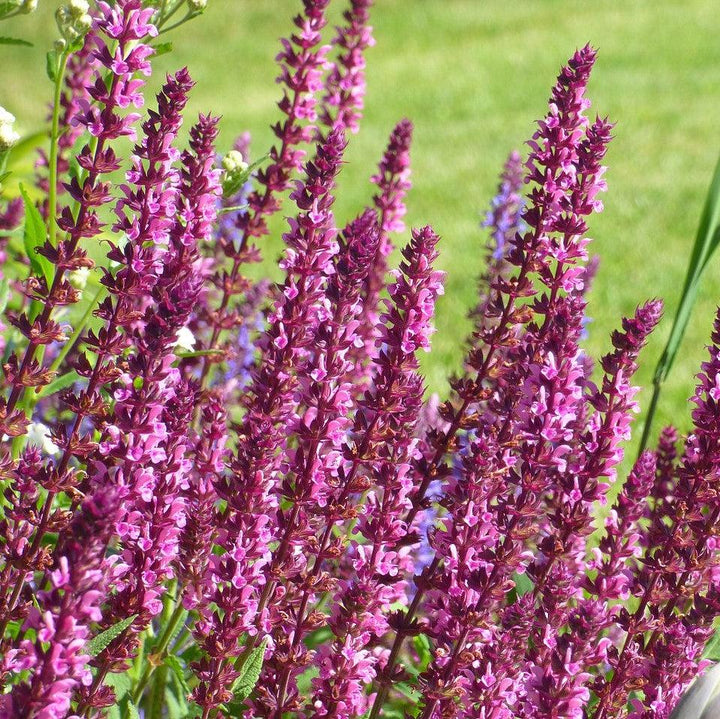 Salvia nemorosa 'Apex Pink' ~ Apex™ Pink Meadow Sage-ServeScape